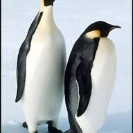 Penguinkutub