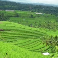 MissPipit