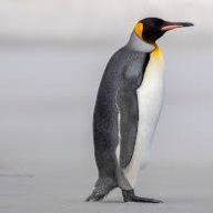 PengguG2