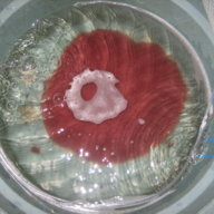 Lovefish
