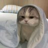 mochacle