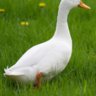 MightyWildDuck