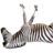 Budi_Binomo