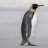 PengguG2
