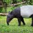 TapirBetina41