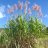 saccharum