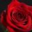 VAN DE ROSE