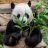 baron_biang